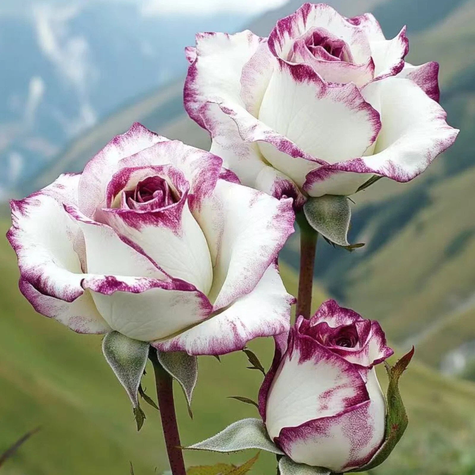 Two-Tone White and Purple Rose Seeds - 20 Non-GMO Heirloom Seeds - - Seeds