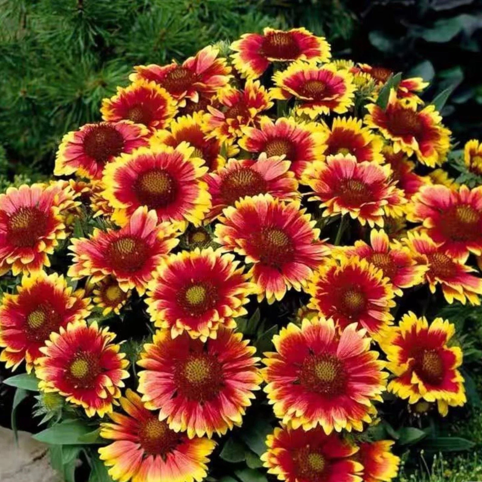 Gaillardia Flower Seeds - 100 Pack Bright Blanket Flowers - - Seeds