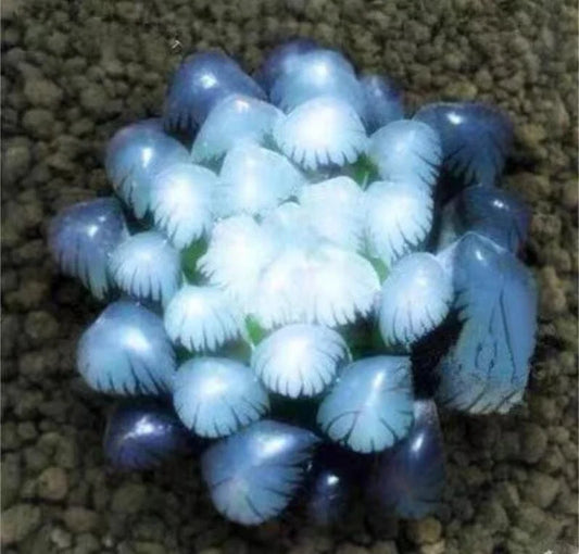 50Pcs Blue Succulent Seeds - Rare Indoor Mini Cactus Seeds - - Houseplant