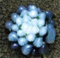 50Pcs Blue Succulent Seeds - Rare Indoor Mini Cactus Seeds - - Houseplant