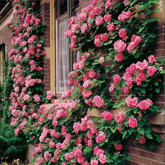 Climbing Pink Rose Seeds - 10 Perennial Flower Seeds - - Seeds