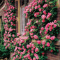 Climbing Pink Rose Seeds - 10 Perennial Flower Seeds - - Seeds