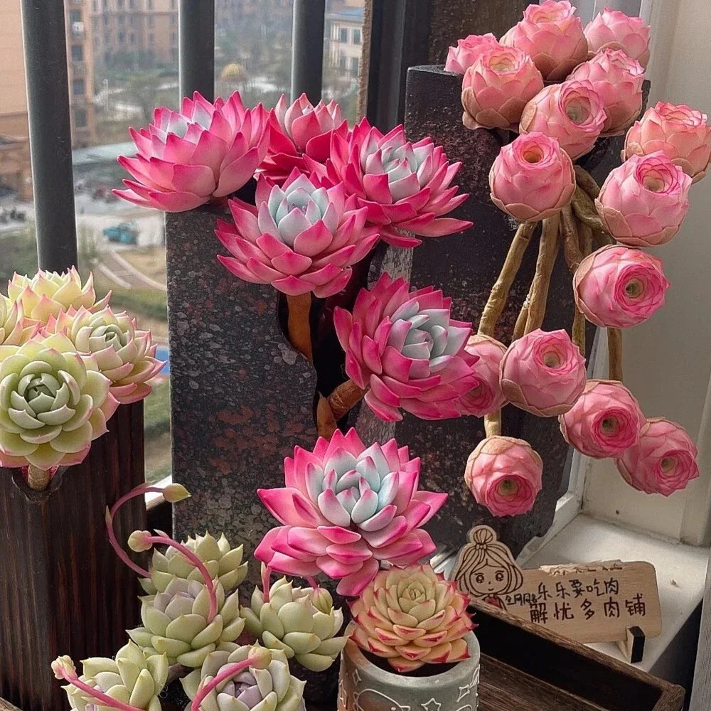 Mixed Colorful Succulent Seeds - 100pcs Witchford Lithops - - Seeds