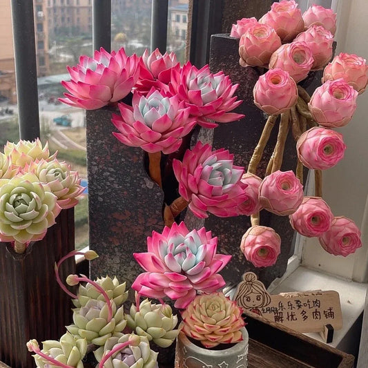 Mixed Colorful Succulent Seeds - 100pcs Witchford Lithops - - Seeds