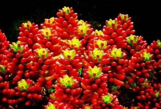 Red Mixed Succulent Seeds - Rare Lithops Living Stones Cactus - 50 Seeds - - Seeds