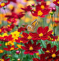 Dwarf Coreopsis Wildflower Seeds - 2000+ Perennial Planting Seeds - - Flower Seeds