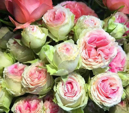 Pink Green Rose Seeds - 10 Perennial Flower Seeds - - Seeds