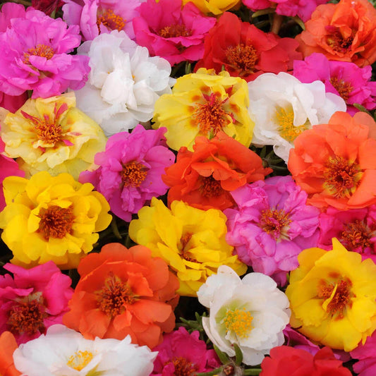 Moss Rose Seeds - 100 Bright Double Mix Perennial Flower Seeds - - Seeds