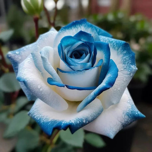 20pcs Sapphire Gem Twin Rose Seeds - - Seeds