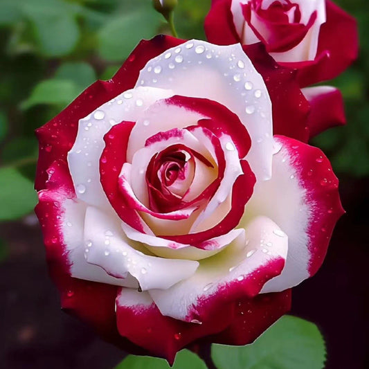 Bi-Color Rose Seeds - 20 Non-GMO Heirloom Red & White Variety - - Seeds