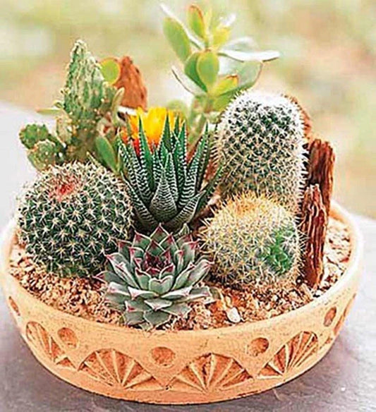 Rare Mixed Cactus Seeds 100pcs Pack Unique Varieties - - Houseplant