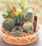 Rare Mixed Cactus Seeds 100pcs Pack Unique Varieties - - Houseplant
