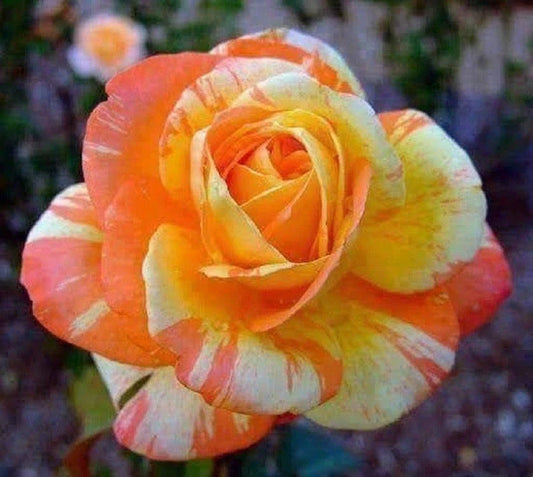 Orange White Rose Seeds - 10 Perennial Flower Seeds - - Seeds