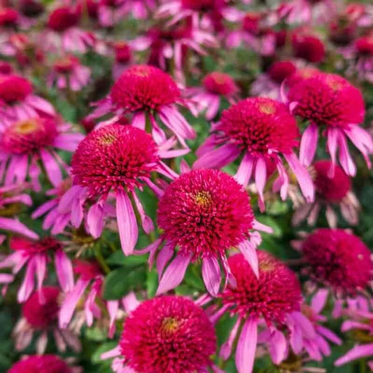50 Bubble Gum Coneflower Seeds - Echinacea Purpurea - - Houseplant