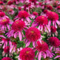 50 Bubble Gum Coneflower Seeds - Echinacea Purpurea - Perennial Blooming Flowers for Garden Planting - - Houseplant