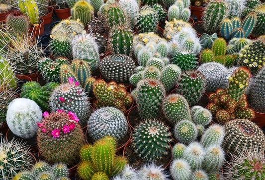 Cactus Seeds Mix - 100 Seeds - Exotic Varieties - Succulent Plants - - Houseplant