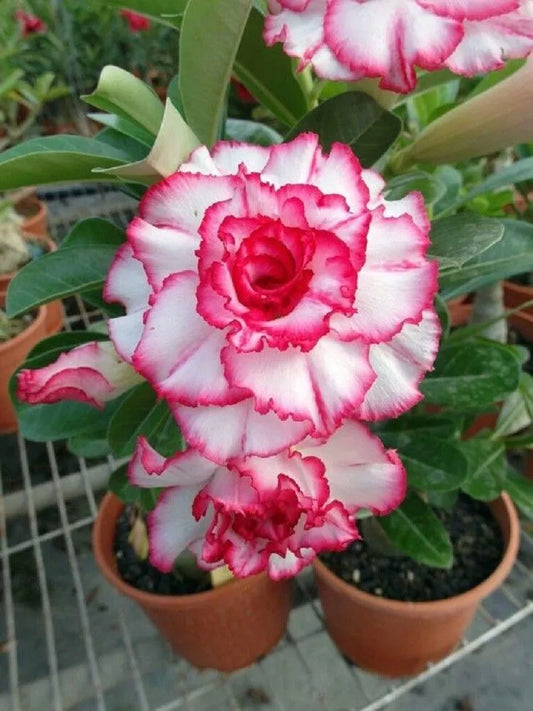 Double Red White Desert Rose Seeds - 4 Pack Adenium Obesum Perennial Flower - - Seeds