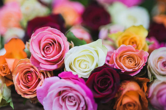 Mix Rose Seeds Perennial Variety Rosa 5 Seeds - - Seeds