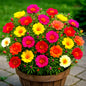Moss Rose Seeds Mix 4000+ Double Grandiflora Groundcover Flowers - - Seeds