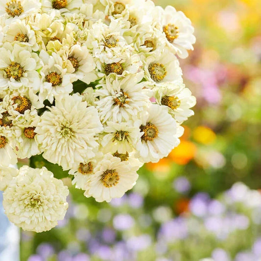 Cactus Snowman Zinnia Seeds - 100+ Seeds - - garden flowers