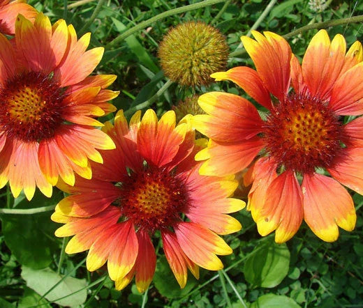 Wildflower Seeds Bulk 25,000 Count Non-GMO Pollinator Mix 18 Varieties - - Flower Seeds