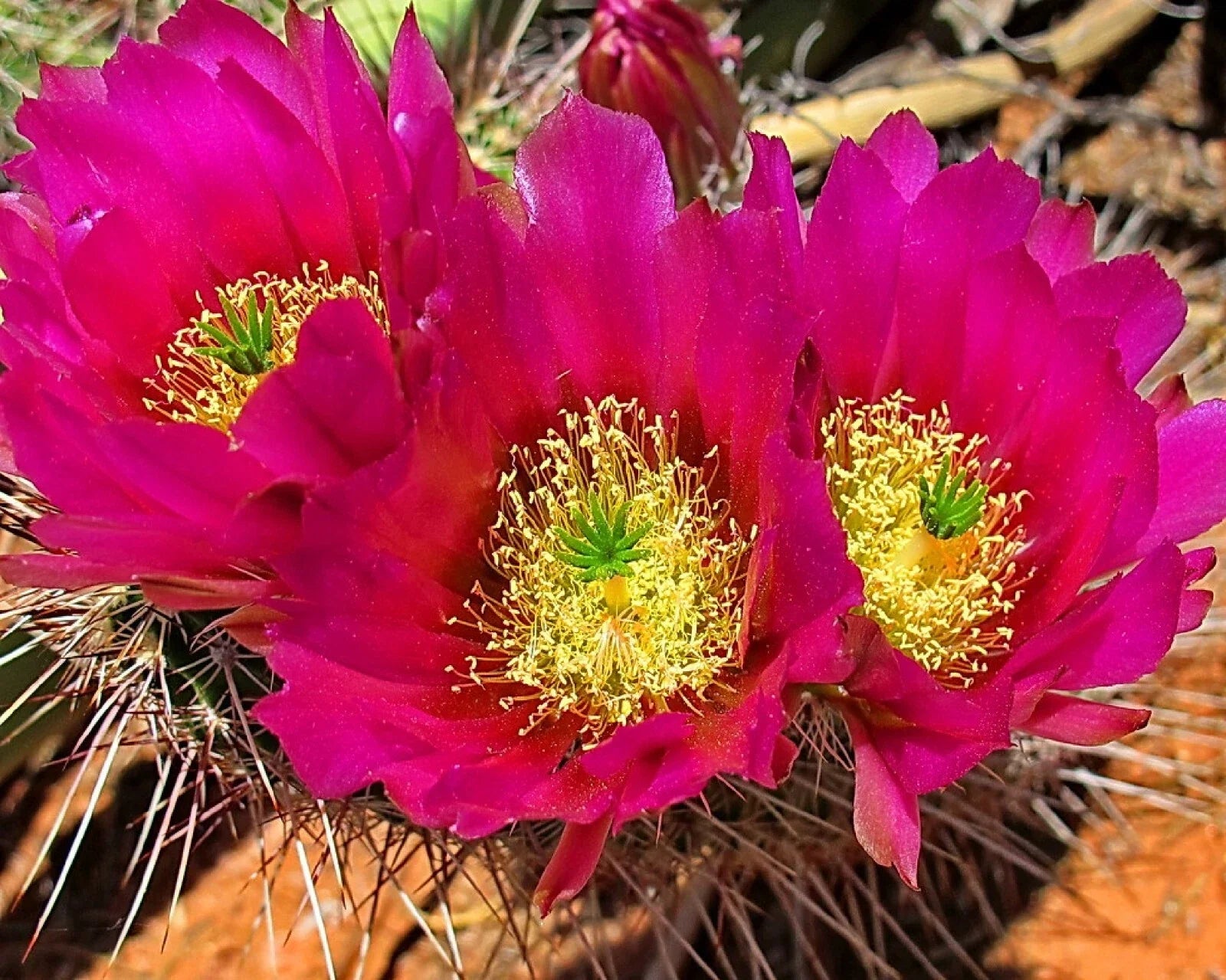 Strawberry Cactus Seeds - 25+ Vibrant Blooms - - Houseplant