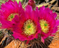 Strawberry Cactus Seeds - 25+ Vibrant Blooms - - Houseplant