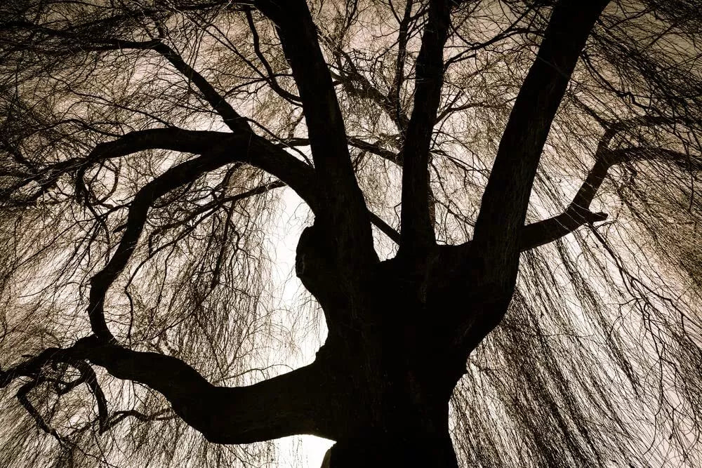 Black Weeping Willow Tree Cuttings - Salix babylonica - - UNROOTED CUTTINGS