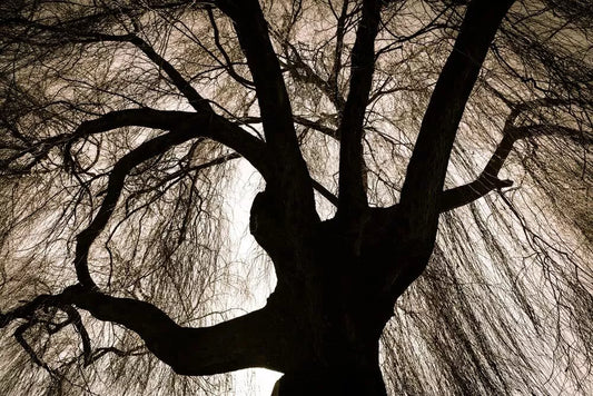 Black Weeping Willow Tree Cuttings - Salix babylonica - - UNROOTED CUTTINGS