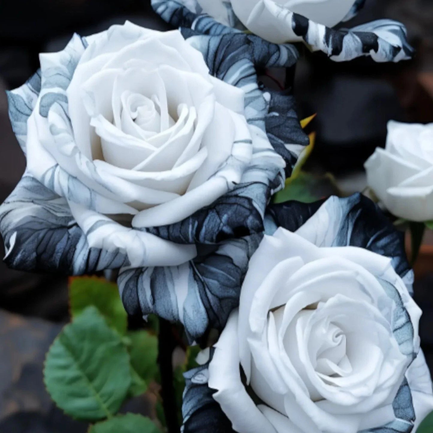 Rare Ink Rose Seeds - 20pcs Non-GMO Heirloom Variety - - Seeds