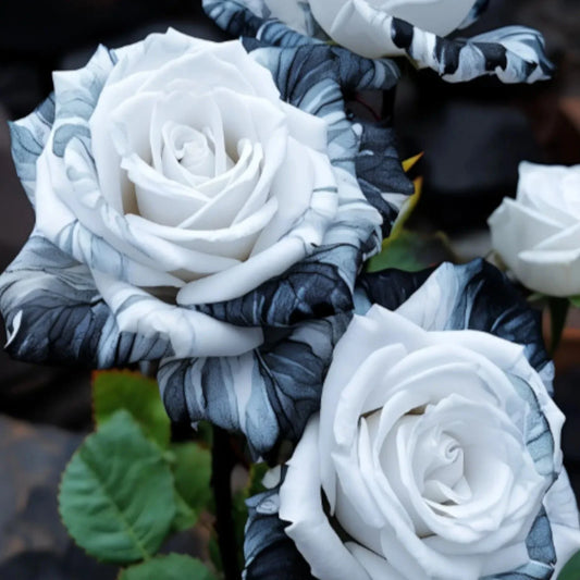Rare Ink Rose Seeds - 20pcs Non-GMO Heirloom Variety - - Seeds