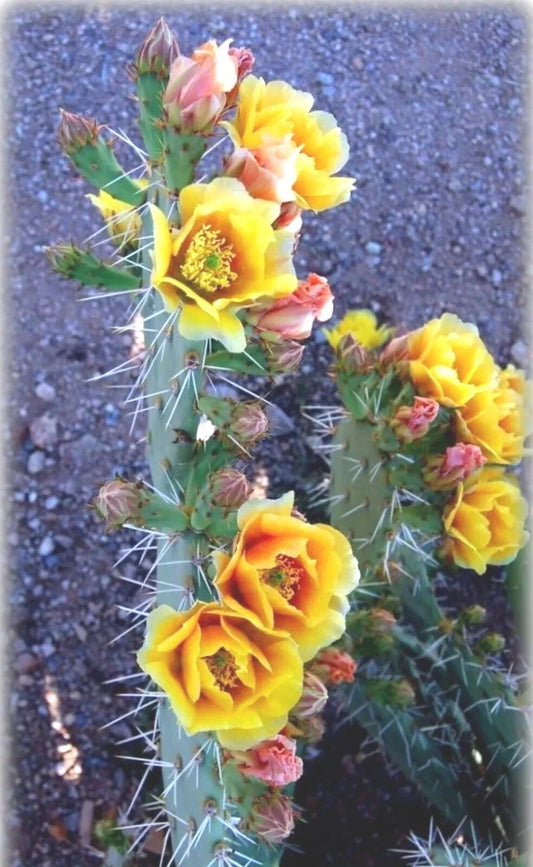 Green Prickly Pear Cactus Seeds - 20+ Seeds - Opuntia lindheimer - Nopal - - Houseplant