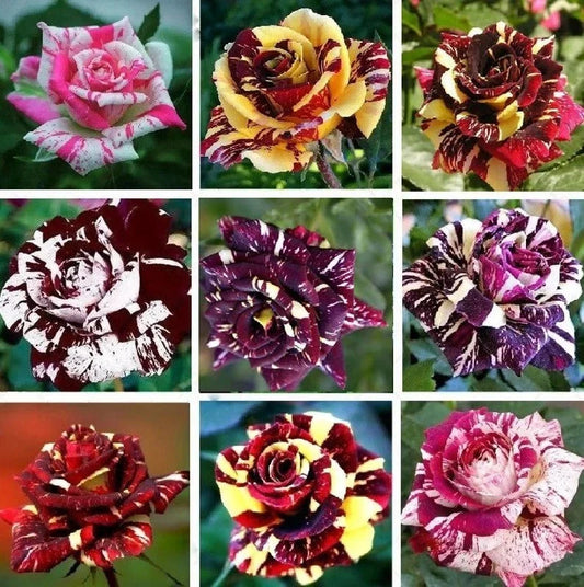 Multi-Color Rose Seeds, Double Petal, 50pcs Pack, Rosa spp - - rose seeds