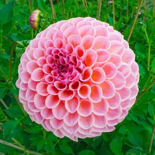 25 Winnie Dahlia Flower Seeds - - Seeds