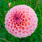 25 Winnie Dahlia Flower Seeds - - Seeds
