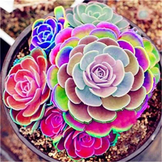 Lotus Lithops Succulent Seeds Mix - 100PCs Pack - - Seeds