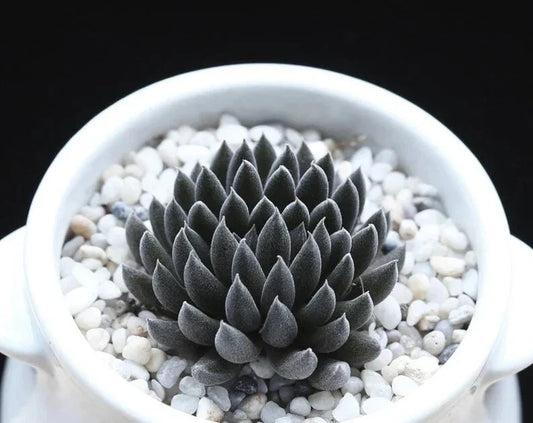Rare Succulent Seeds - 100Pcs Pack - Sinocrassula Yunnanensis - - Seeds