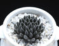 Rare Succulent Seeds - 100Pcs Pack - Sinocrassula Yunnanensis - - Seeds