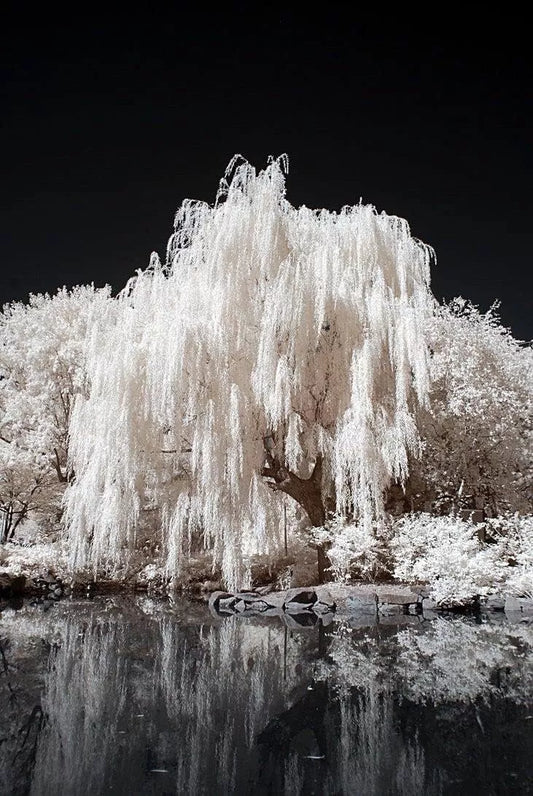 White Willow Tree Cutting - Silver Leaf Variety - Grow Your Own Salix alba - - Houseplant