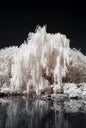 White Willow Tree Cutting - Silver Leaf Variety - Grow Your Own Salix alba - - Houseplant