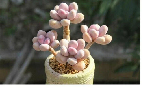 Mixed Succulent Seeds - Rare Lithops Living Stones Cactus - 50 Seeds - - succulent seeds