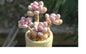 Mixed Succulent Seeds - Rare Lithops Living Stones Cactus - 50 Seeds - - succulent seeds