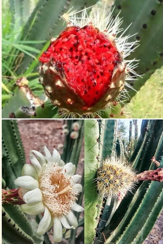 Mexican Pitaya Cactus Seeds - 20 Rare Seeds - Organ Pipe Cactus - - Houseplant
