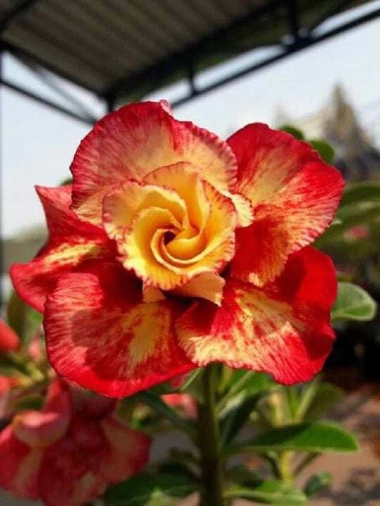 Desert Rose Seeds - 4 Red Orange Adenium Obesum Perennial Flower Seeds - - Seeds