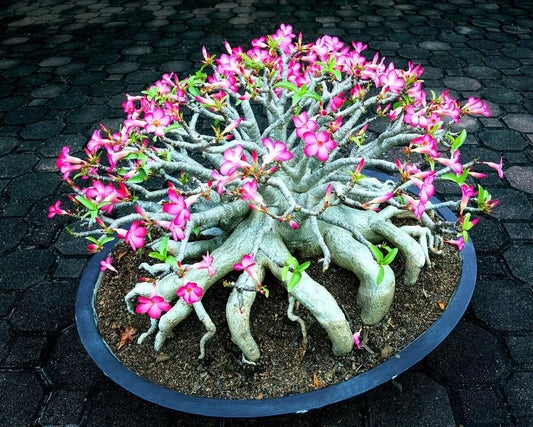 Desert Rose Seeds - Mixed Color - Easy to Grow Adenium Obesum - Exotic Bonsai Plant - - plant seed