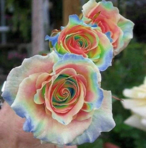 Rainbow Rose Seeds - 10 Perennial Flower Seeds - - garden flowers