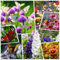 Wildflower Seeds 2 Ounce Perennial Annual Mixed - - garden flowers