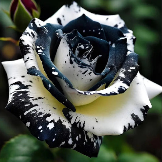 Rare Black & White Rose Seeds - 20pcs Non-GMO Heirloom Garden Seeds - - Seeds