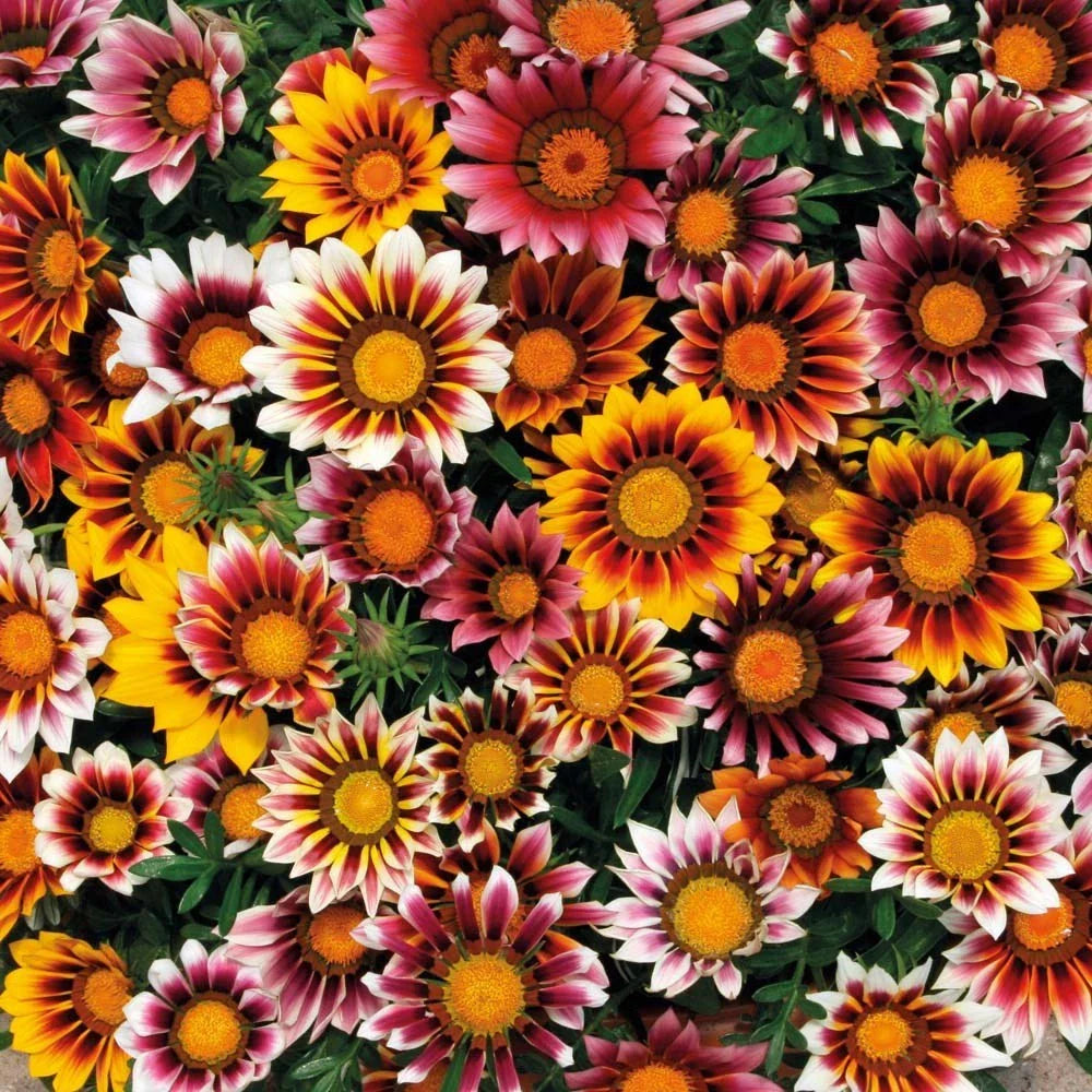 Gazania Splendens Mix Flower Seeds - 25 Fresh Seeds - - Seeds