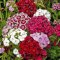Sweet William Wildflower Seeds 1/4 Lb Mylar Packet - - garden flowers
